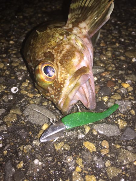 ガシラパラダイス