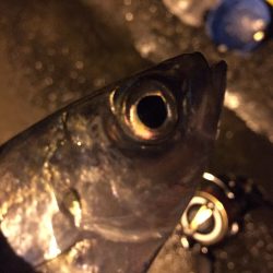 爆‼︎アジング