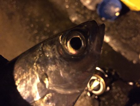 爆‼︎アジング