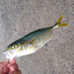 ショアジギング