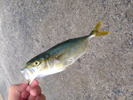 ショアジギング