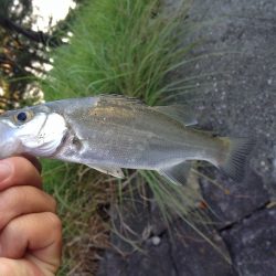 メッキがいない…