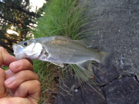 メッキがいない…