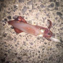 台風直後のアジュールエギング