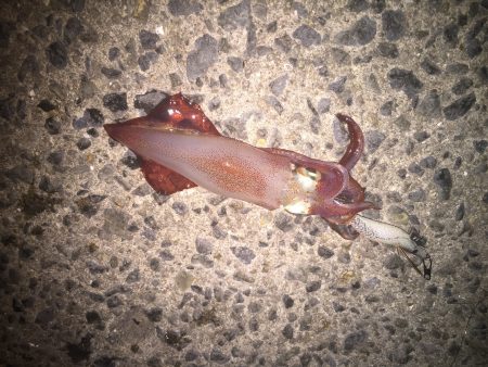 台風直後のアジュールエギング