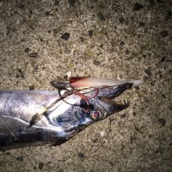 タチウオがきた！