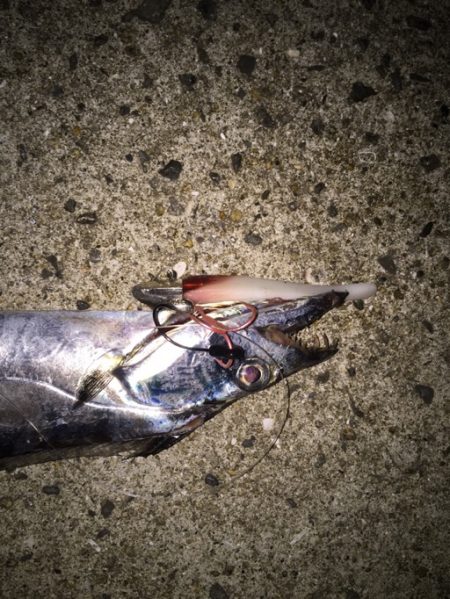 タチウオがきた！