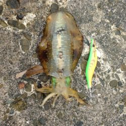 エギングでアオリイカ