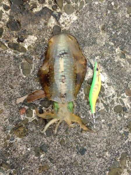 エギングでアオリイカ