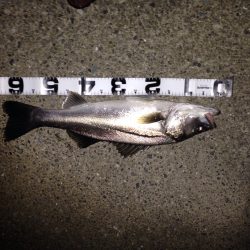 シーバス&キビレ