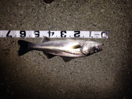 シーバス&キビレ