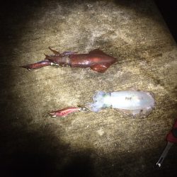 台風明けエギング