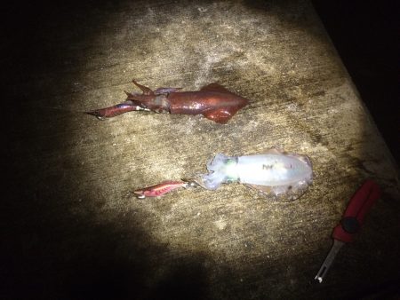 台風明けエギング