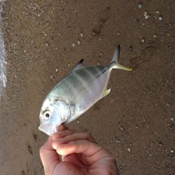 泉南メッキ調査