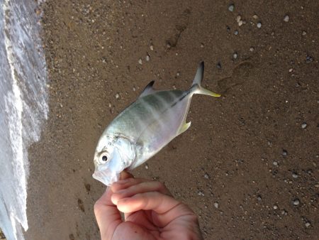 泉南メッキ調査