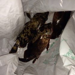 夜勤明けからの