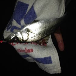 アジがいない…