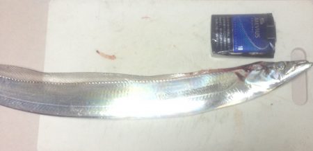 ワインドのちジギング