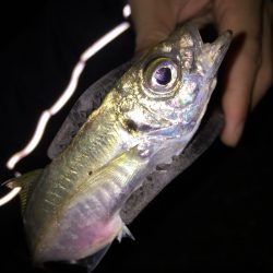 久々の貝塚エリア アジング調査！