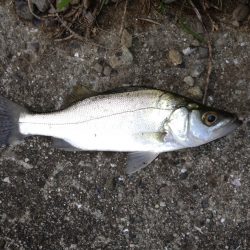 トホホなランガン