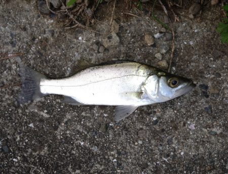 トホホなランガン