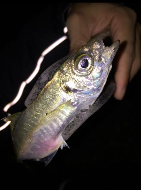 久々の貝塚エリア アジング調査！