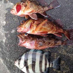 青物の気配少なし