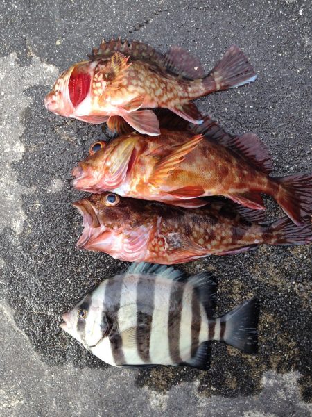 青物の気配少なし