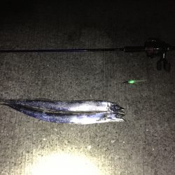 ワインド&浮き釣