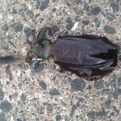 一日中エギング