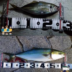 青物絶好調！メジロも連発☆