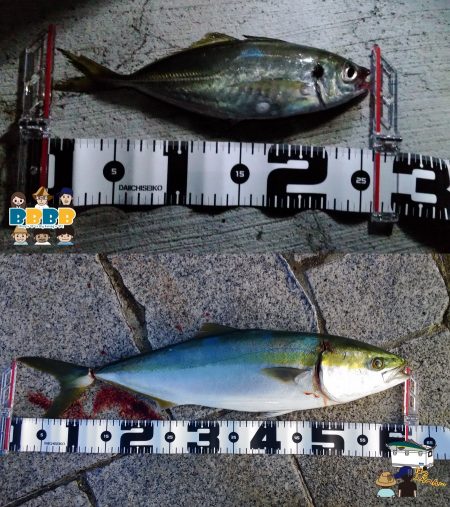 青物絶好調！メジロも連発☆