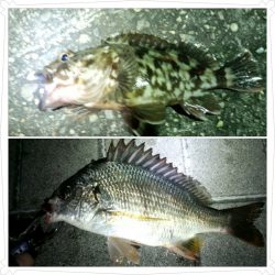 五目達成です〜！