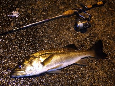 名古屋からの釣行です。