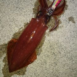 厳しいですね。