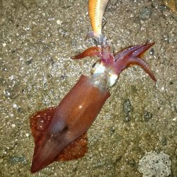 アオリのちケンサキ