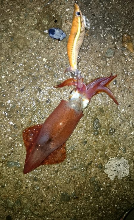 アオリのちケンサキ