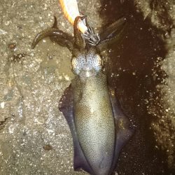 まだ小さいです。