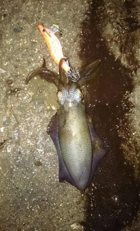 まだ小さいです。