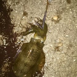 新子ですねぇ。