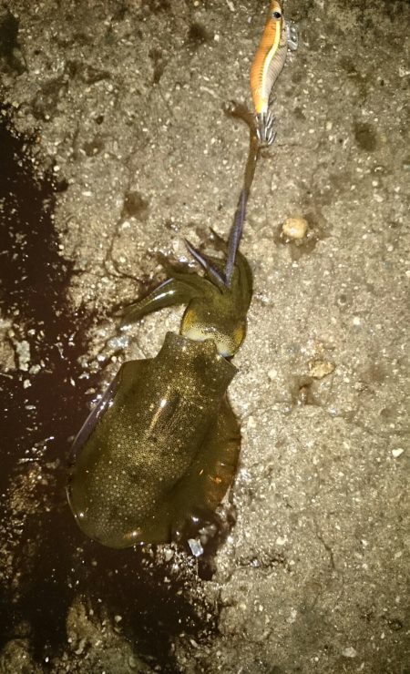 新子ですねぇ。