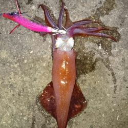 リリースサイズのみ