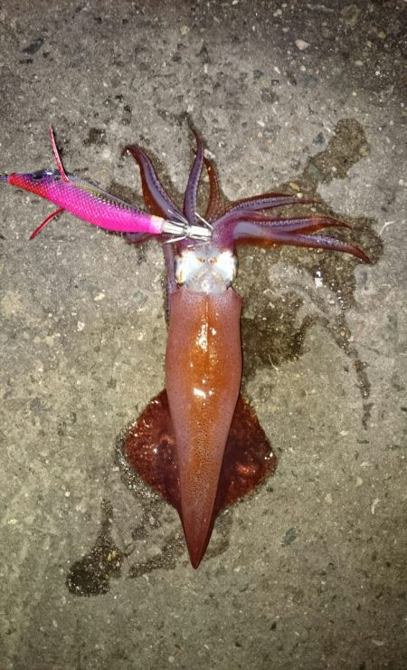 リリースサイズのみ