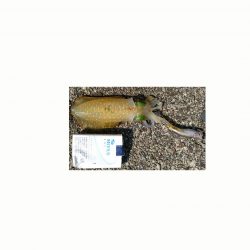 秋イカを求めて！！