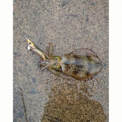 アオリイカエギング