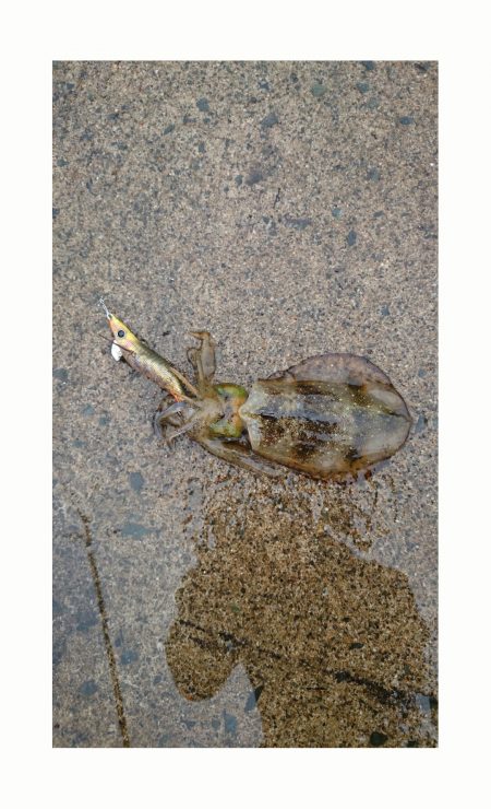 アオリイカエギング