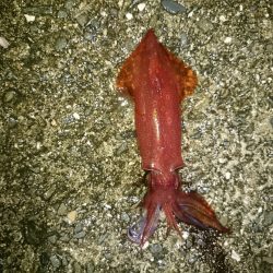 まだいたのか〜