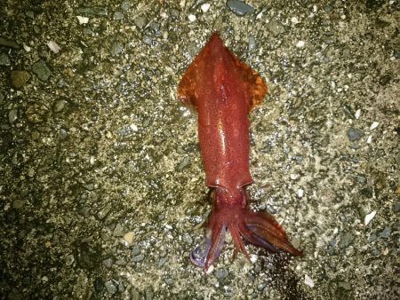 まだいたのか〜