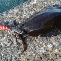 少しサイズアップ(*´▽｀*)