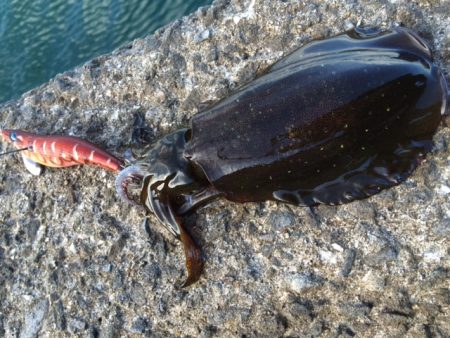 少しサイズアップ(*´▽｀*)